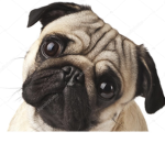 THE ONLY TRUE PUG GROUP