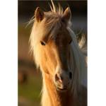 Horses rock gang