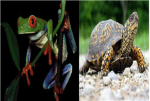 Save Reptiles And Amphibians