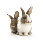 United Rabbits