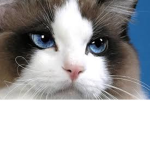 MistClan RP group