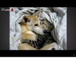 Dogs and cats are equal.