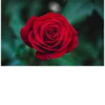 Red ruby shine