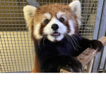 Red Pandas 235