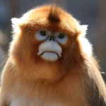 Monke Kingdom of The North-East