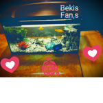 Rebekah fansss