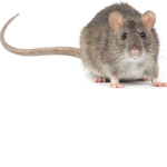 Rat squad : )