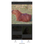 Cabybara group and fun