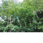The Tree Culture