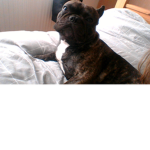 DEREK MY DOG
