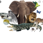 Animals are amzing group
