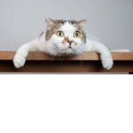 por los gatos XD