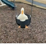 funny rblx