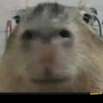 Ok i pull up capybara hangout! (RACING UPDATE!)