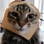 To at Cat