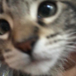種火