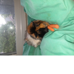 Guinea pig and hamster group