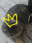 POTATO CAT CLUB!
