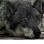 ash wolves pack