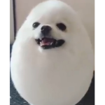 EGG RIGHTS