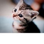 Kitty cats!