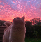 Lovely Fluffy Kitty’s