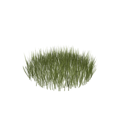 Grass 