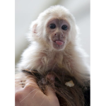 Monkey Clan :)
