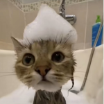 Pᴀʟᴍ Hᴀᴘᴘʏ ツ