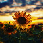 the sunflowerr squad!<33