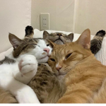 ${kittens}$