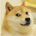 doge life for all