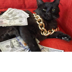 Rich Cat group