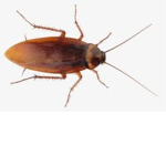 idiot roach's