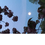 do u like to look at the moon??