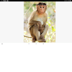 The monkey army!!!!!