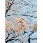 벛꽃부대