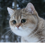 BorisTheCat