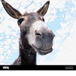 a place for donkeys