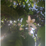 Golden Flowers.