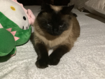 Cats foreverrr