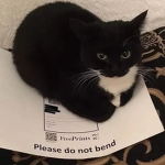 The Cat Administration