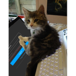 Kittymint