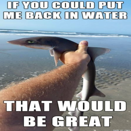 Epic Fish Meme Roblox decal
