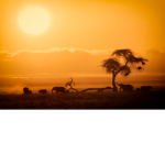 Sweet X Safari Fans
