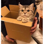 메론뿌웅