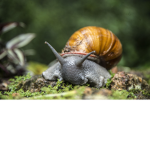 SNAILSTORE
