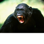 biggest monkeys