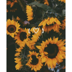 Sunflowerz:3