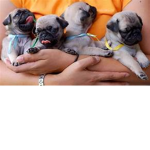 The Baby Pug Crew